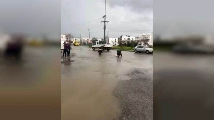 Vatandaşlar asfalttan balık topladı