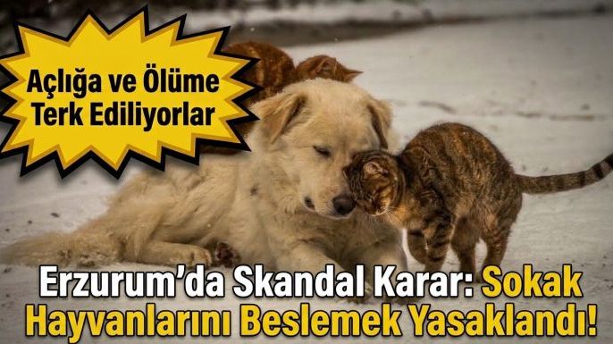 Açlığa ve Ölüme Terk Ediliyorlar: Erzurum'da Sokak Hayvanlarını Beslemek Yasaklandı!