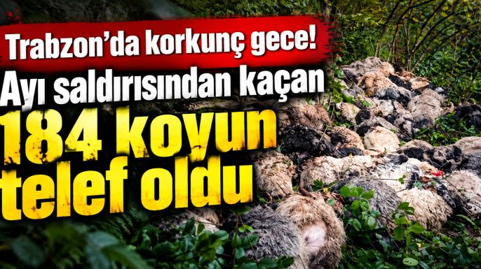 Ayılar sürüye saldırdı, 184 koyun uçurumdan düşerek telef oldu