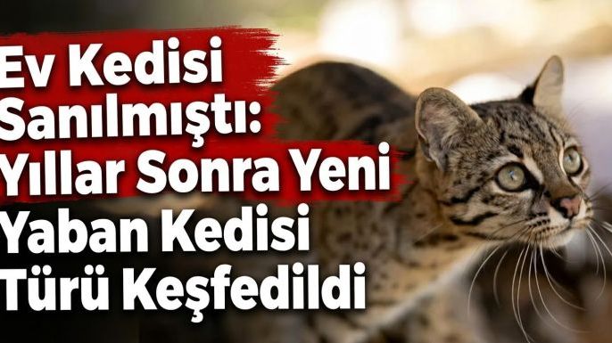 Ev Kedisi Sanılmıştı: Yıllar Sonra Yeni Yaban Kedisi Türü Keşfedildi