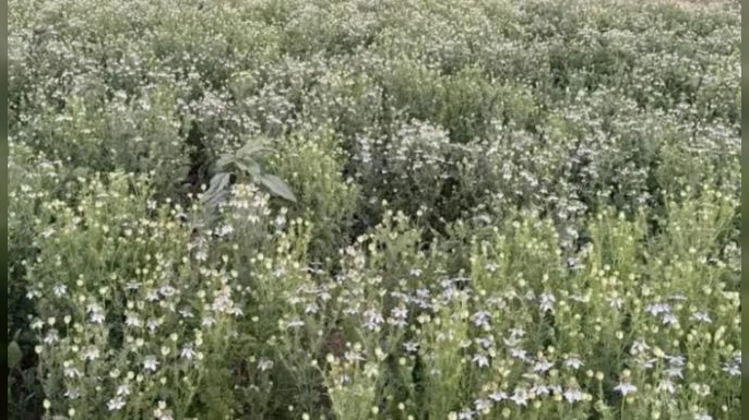 Kurak arazide yetişiyor, kilogramı 520 TL’ye satılıyor! Çiftçilerin yüzünü güldüren bitki