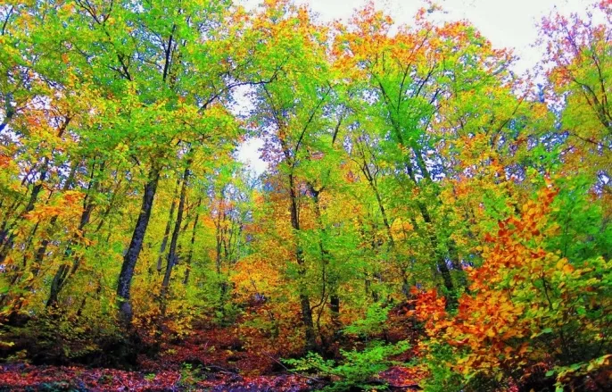Çanakkale\