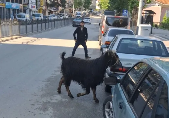 Kurbanlık keçi şehirde terör estirdi, sakinleşmesi uzun sürdü! 1