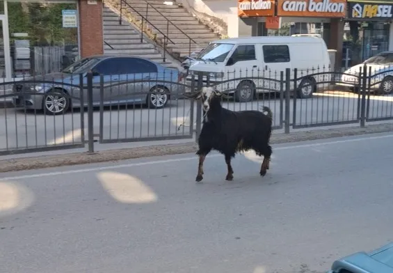 Kurbanlık keçi şehirde terör estirdi, sakinleşmesi uzun sürdü! 2