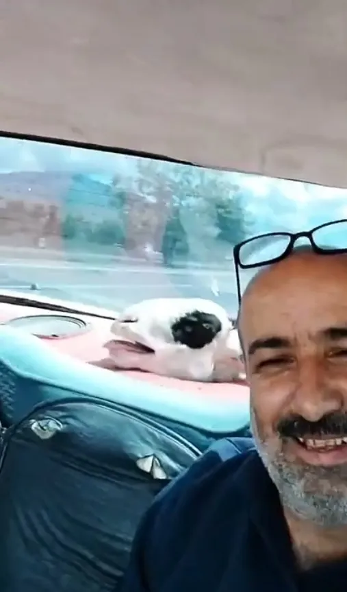 Kurbanlık koyunla otomobil yolculuğu: Şaşırtan manzaralar! 1