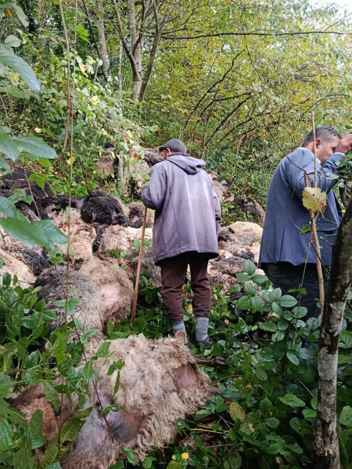 Ayı saldırısında paniğe kapılan 184 koyun uçurumdan düştü 2