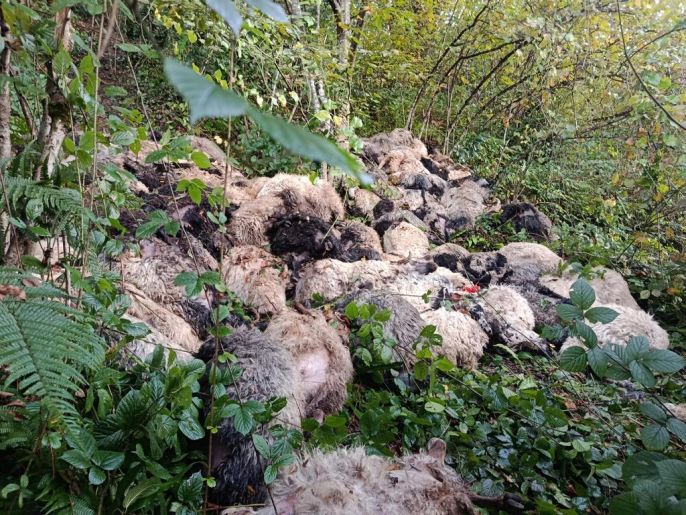 Ayı saldırısında paniğe kapılan 184 koyun uçurumdan düştü 3