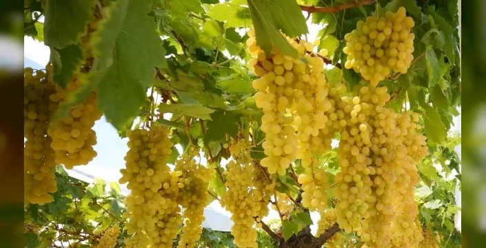 Sarıgöl Ovası'nda Sultani üzüm hasadı sürüyor