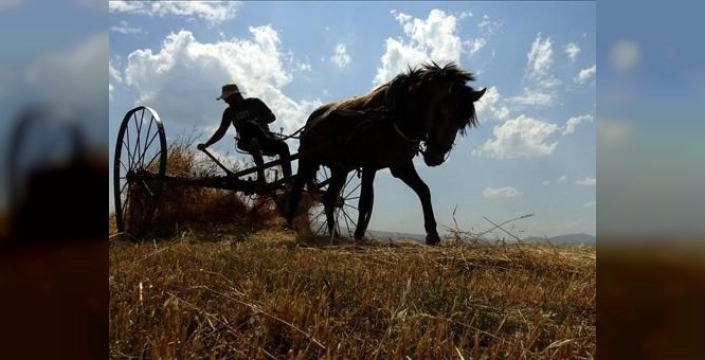 Sarıkamış'ta buğday hasadı başladı