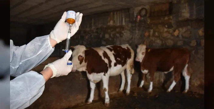 Beykoz’da Şap Hastalığı Nedeniyle Yem Dağıtım Töreni İptal Edildi