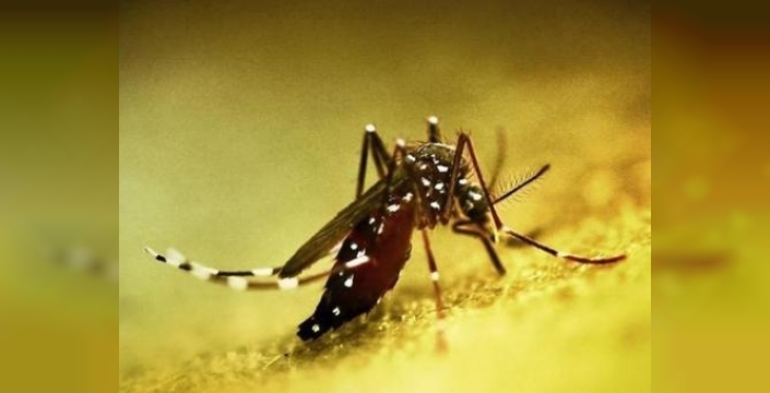 Çin'de Chikungunya ateşi: 3. seviye halk sağlığı acil durumu ilan edildi