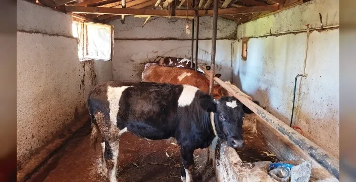Hisarcık'ta şap hastalığı: İlçe karantinaya alındı