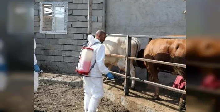 Iğdır'da şap hastalığıyla mücadele sürüyor: Hayvanların yüzde 85'i aşılandı