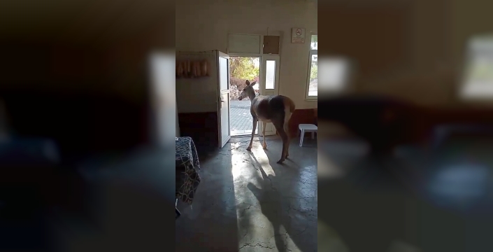 Salda Gölü'ndeki kızılgeyik köy kahvehanesine girdi