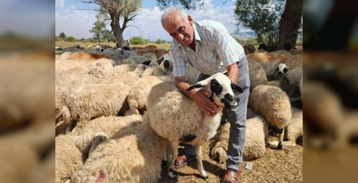 Tunceli'de çoban ücretleri 130 bin TL'ye çıktı