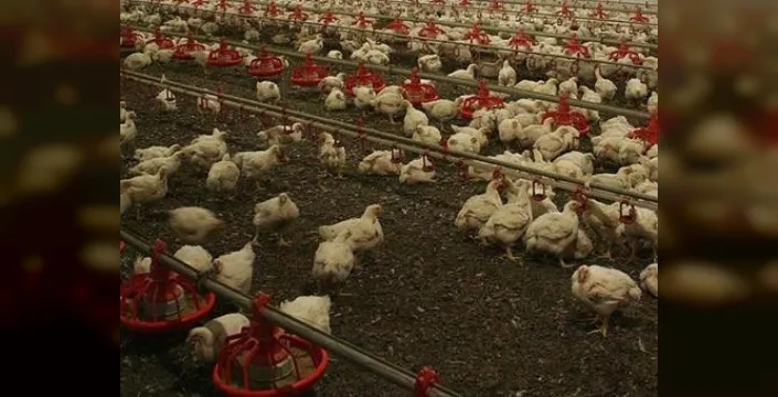 Almanya'da kuş gribi krizi: Çiftçilerin yüreğine ateş düştü