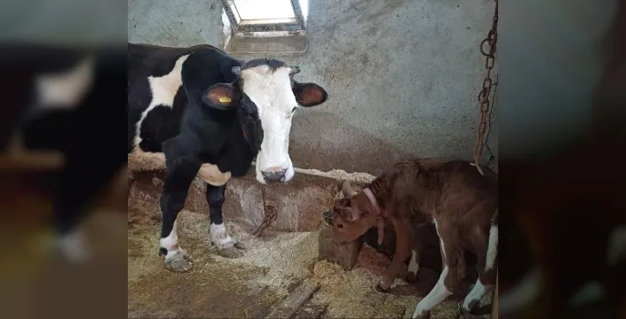 bilimde flaş atılım: genetik müdahale ile alerjisiz buzağılar doğdu