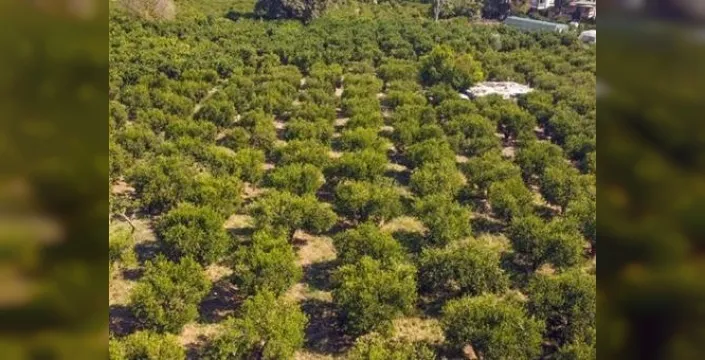 Bodrum mandalinasında rekor rekolte bekleniyor: Yeşil hasat başladı