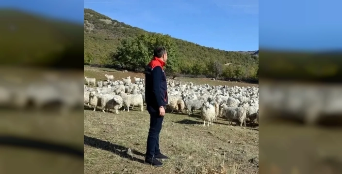 Bolu'da tiftik keçisine 3 milyon liralık destek