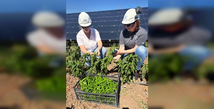 Enerjisa üretimden agrivoltaik tarım hamlesi: 5 tonluk hasat yapıldı