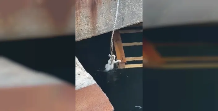 Erdek'te denize düşen yavru kediler kurtarıldı