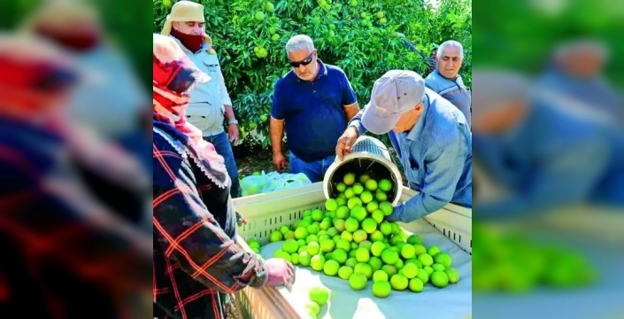 Erzin'de 'mayer' cinsi limon hasadı başladı: İhracat ve bölge ekonomisi için önemli gelir kaynağı