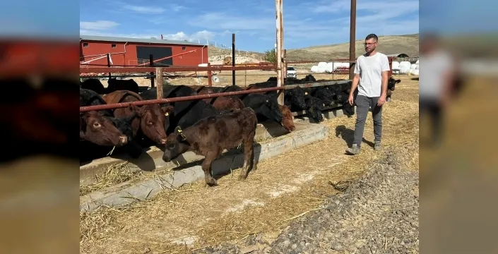 Genç çiftçiye angus desteği: Kırmızı ette sürdürülebilirlik hedefleniyor
