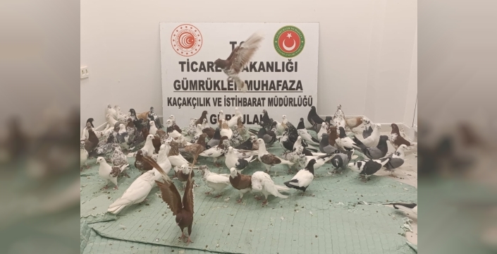 Gürbulak'ta TIR'da 85 kaçak Cancan güvercini yakalandı