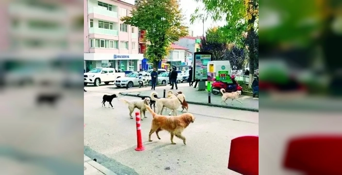 İstanbul sokaklarında hayvan ihmali: Kaos ve sağlık riski kapıda