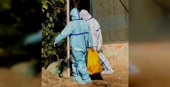 Japonya'da kuş gribi krizi: 460 bin tavuk imha edilecek