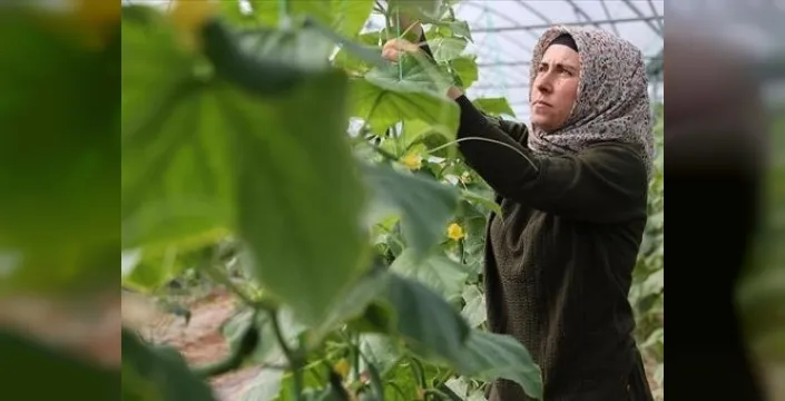 Kadın girişimci devlet desteğiyle serada üretime katkı sağlıyor