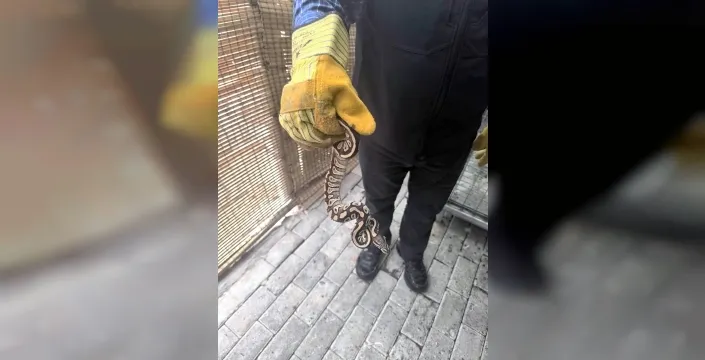 Konya'da cebinden yavru piton çıktı: Kişiye ceza kesildi