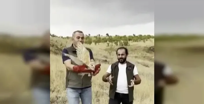 Peçeli baykuş yeniden doğaya kazandırıldı