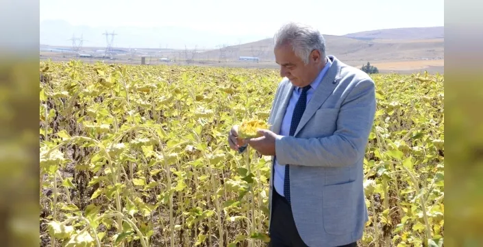 2050'de tarımda kayıplar: Buğday, Mısır ve Ayçiçeği üretimi düşecek!