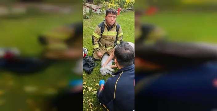 Bursa'da nefes kesen kurtarma operasyonu: Villadaki yangında mahsur kalan kedi itfaiyenin dikkatli çalışmasıyla kurtarıldı!