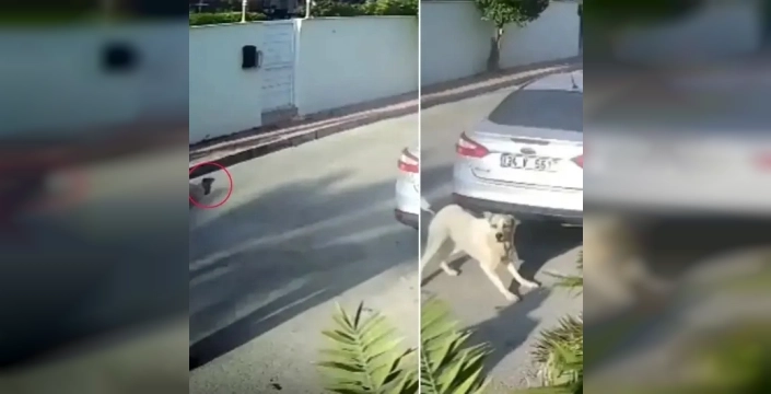 Emekli polisin köpeğe kıyımı mahkemeyi sarsıyor: Yakalama emriyle şok gelişme!