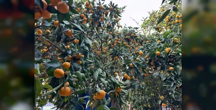Hatay'da dalında kan ağlayan meyve, şimdi şişelere giriyor! üreticinin yarasına kalıcı çözüm mü geliyor?