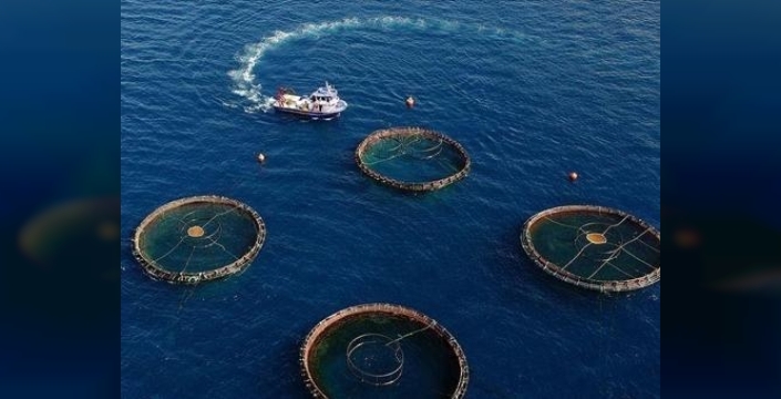 Karadeniz'den 29 ülkeye balık ihracatında tarihi başarı: 177 milyon dolar!