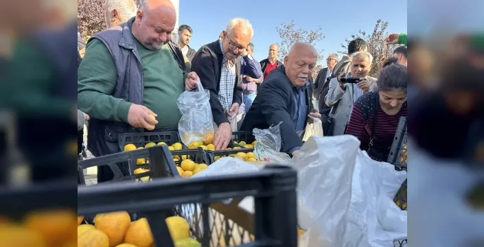 Mandalina tarlada çürüyor! Üreticiler çaresizce vatandaşa dağıttı