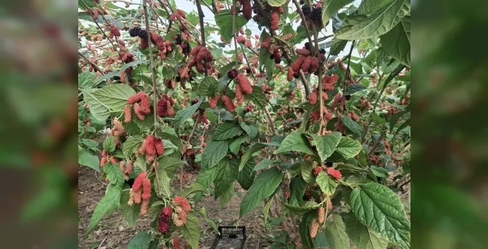 Mersin'de karadut hasadı başladı: Yüzde 70'i ihraç ediliyor!