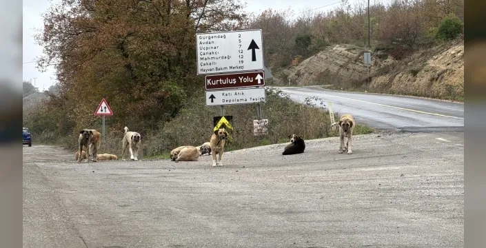 Samsun'da korkunç olay: 9 köpek ölü bulundu, sebebi araştırılıyor!
