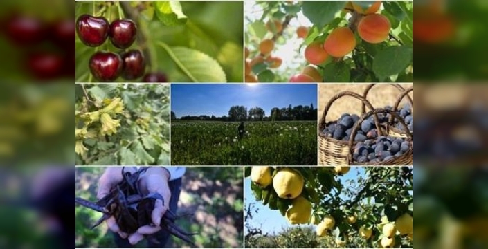 Tarımda gövde gösterisi: Türkiye 7 üründe dünyayı fethediyor!