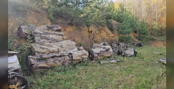 1183 yıllık porsuk ağacı odun olmaktan kurtuldu, İstanbul'daki müzede hayat bulacak!