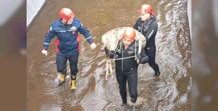 Akkuş'ta su kanalına düşen karaca, itfaiyenin şefkatiyle kurtarıldı