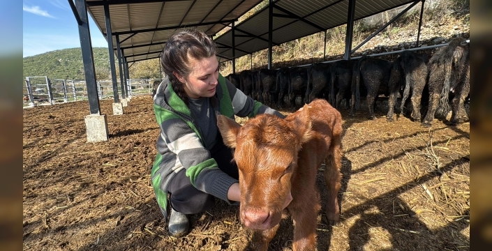 Ayşegül Koçal, hayvancılık serüvenine 7 buzağıyla başladı