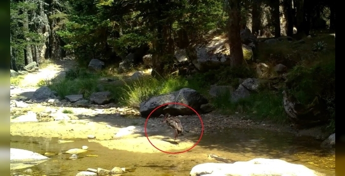 Bursa'da nadir görülen karaleylek fotokapana yansıdı