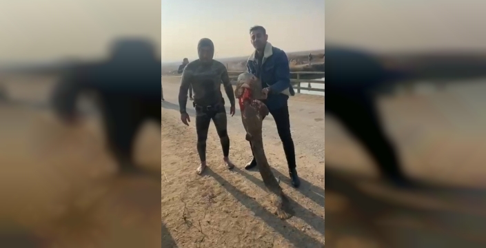 Iğdır'da balıkçı, çayda eliyle yakaladığı dev yayın balığıyla mücadele etti