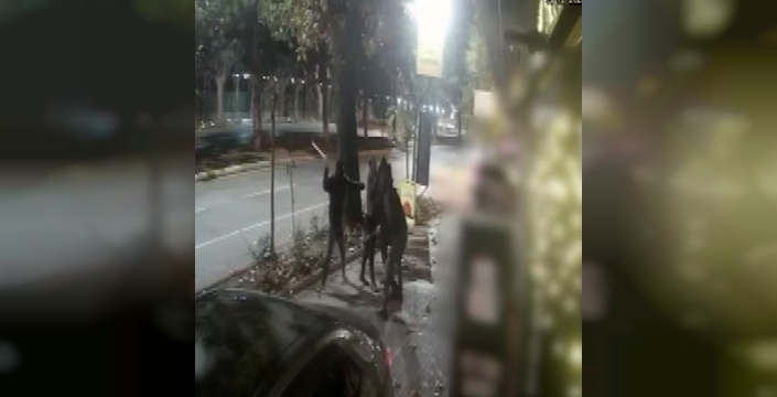 Kar maskeli dehşet: Sopayla dövüp kaçan 4 şüpheli yakalandı, 3'ü tutuklandı