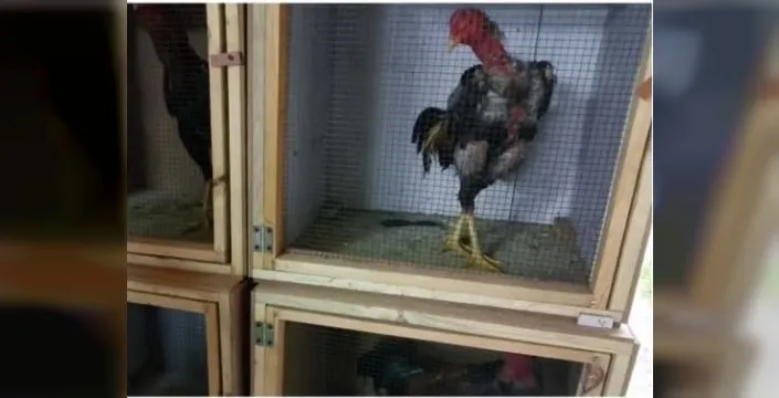 Kocaali'de horoz dövüşü yapanlara şok ceza!