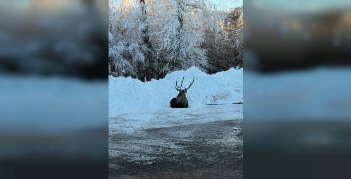 Kuzu Yayla Tabiat Parkı'nda karla kaplı alanda kızılgeyik görüntülendi
